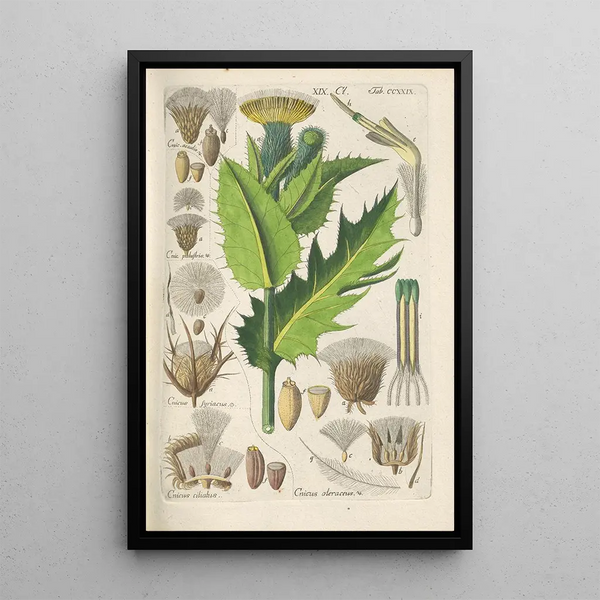 Manuel botanico Pl17 - Christian Schkuhr — quadro incorniciato alla parete