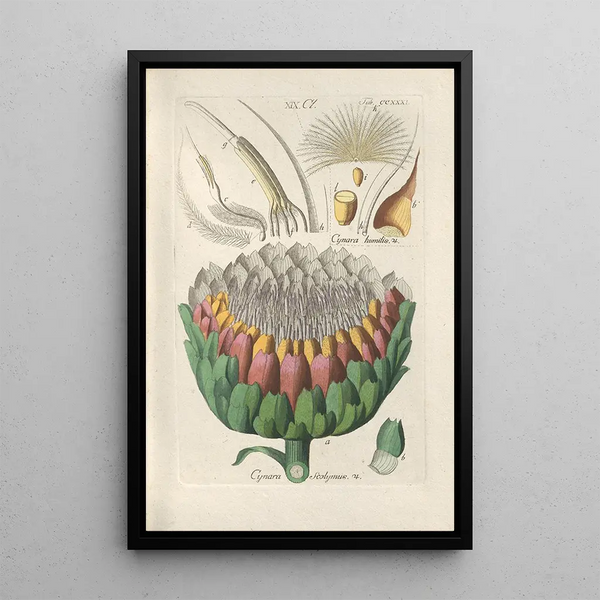 Manuel botanico Pl19 - Christian Schkuhr — quadro incorniciato alla parete