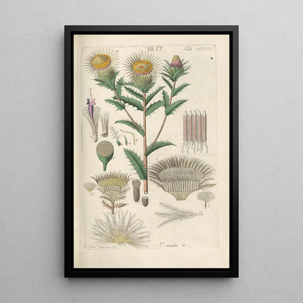 Manuel botanico Pl20 - Christian Schkuhr — quadro incorniciato alla parete