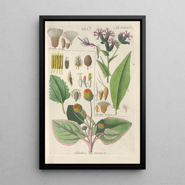 Manuel botanico Pl22 - Christian Schkuhr — quadro incorniciato alla parete
