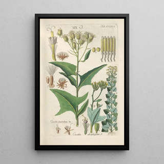 Christian Schkuhr - Botanisches Handbuch Pl24.webp