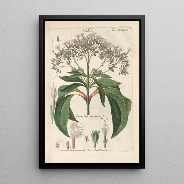 Manuel botanico Pl25 - Christian Schkuhr — quadro incorniciato alla parete