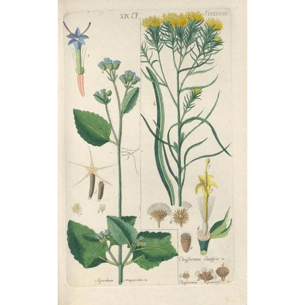 Manuel botanico Pl26 - Christian Schkuhr — quadro incorniciato alla parete