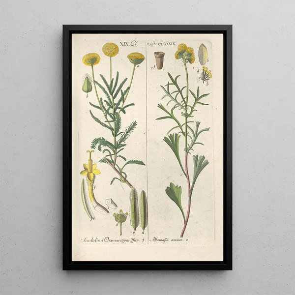 Manuel botanico Pl27 - Christian Schkuhr — quadro incorniciato alla parete