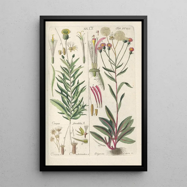 Manuel botanico Pl29 - Christian Schkuhr — quadro incorniciato alla parete