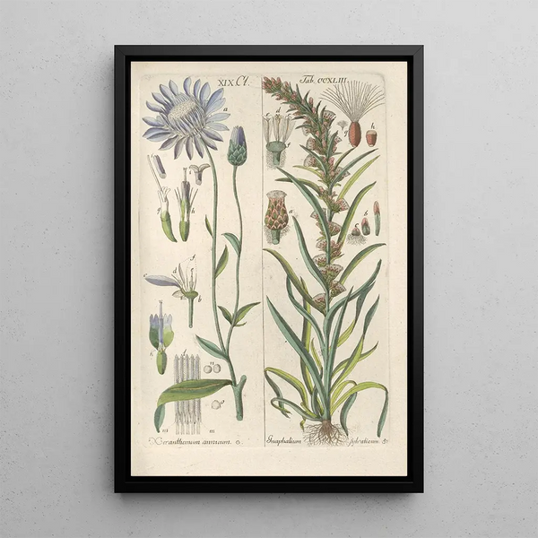 Manuel botanico Pl31 - Christian Schkuhr — quadro incorniciato alla parete