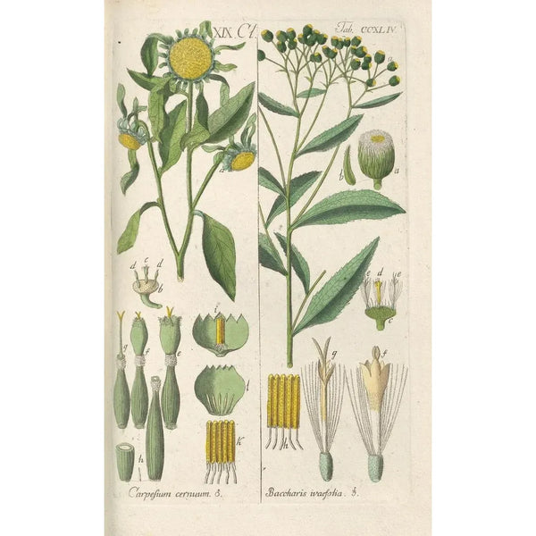Manuel botanico Pl32 - Christian Schkuhr — quadro incorniciato alla parete