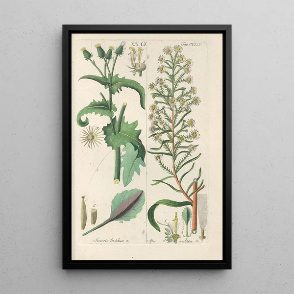 Manuel botanico Pl33 - Christian Schkuhr — quadro incorniciato alla parete