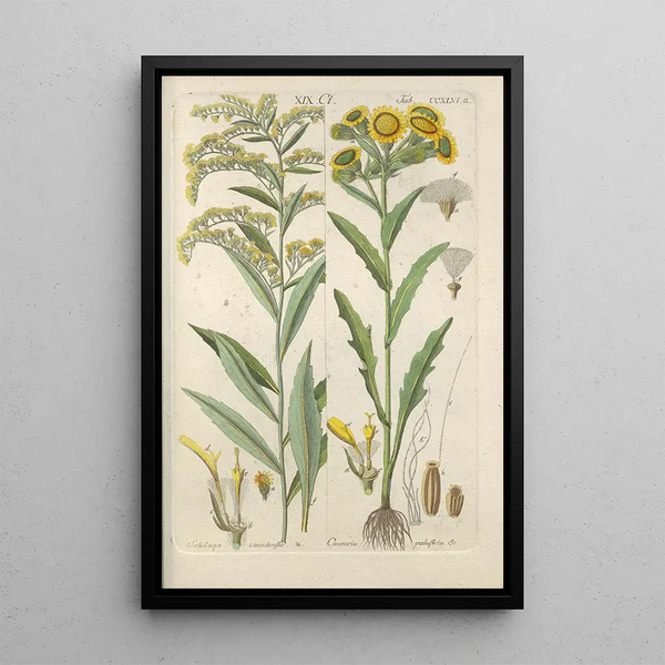 Manuel botanico Pl34 - Christian Schkuhr — quadro incorniciato alla parete
