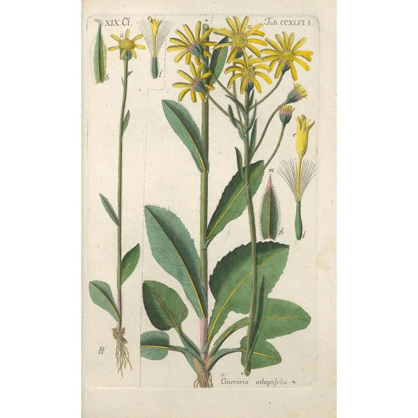 Manuel botanico Pl35 - Christian Schkuhr — quadro incorniciato alla parete