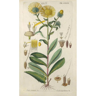 Christian Schkuhr - Botanisches Handbuch Pl36.webp