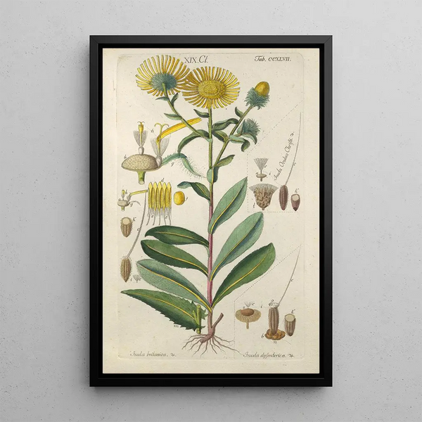 Manuel botanico Pl36 - Christian Schkuhr — quadro incorniciato alla parete