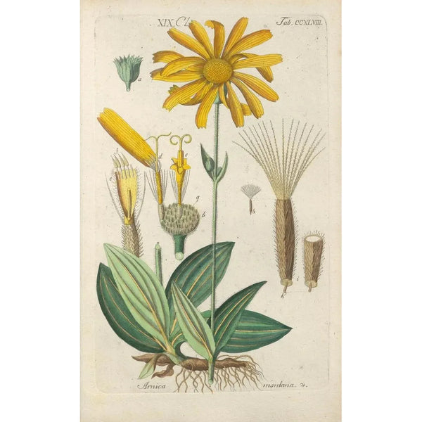 Manuel botanico Pl37 - Christian Schkuhr — quadro incorniciato alla parete