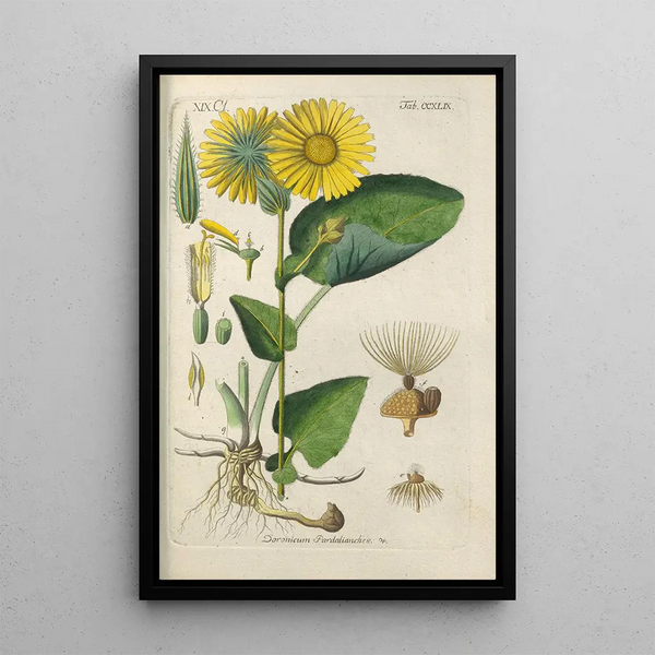 Manuel botanico Pl38 - Christian Schkuhr — quadro incorniciato alla parete