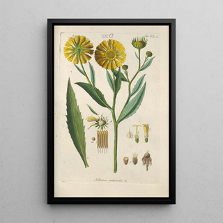 Christian Schkuhr - Botanisches Handbuch Pl39.webp