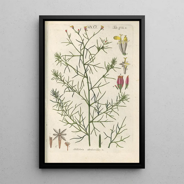 Manuel botanico Pl40 - Christian Schkuhr — quadro incorniciato alla parete