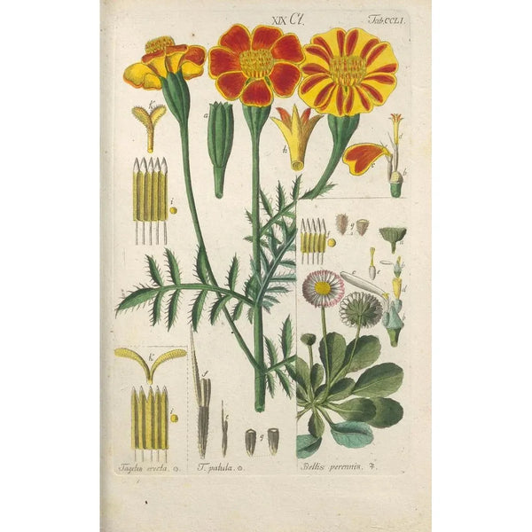 Manuel botanico Pl41 - Christian Schkuhr — quadro incorniciato alla parete
