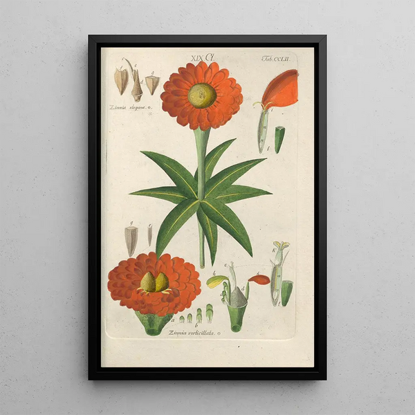 Manuel botanico Pl42 - Christian Schkuhr — quadro incorniciato alla parete