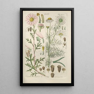 Christian Schkuhr - Botanisches Handbuch Pl43.webp
