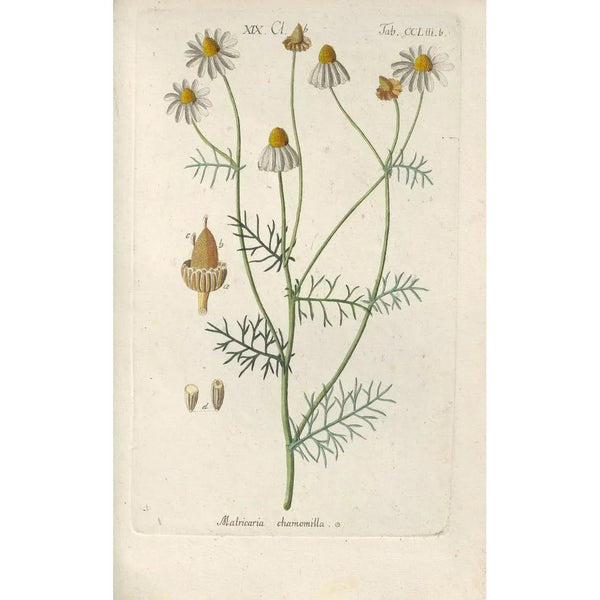 Manuel botanico Pl44 - Christian Schkuhr — quadro incorniciato alla parete