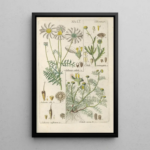 Manuel botanico Pl45 - Christian Schkuhr — quadro incorniciato alla parete