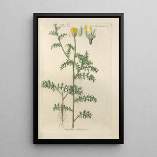 Christian Schkuhr - Botanisches Handbuch Pl46.webp