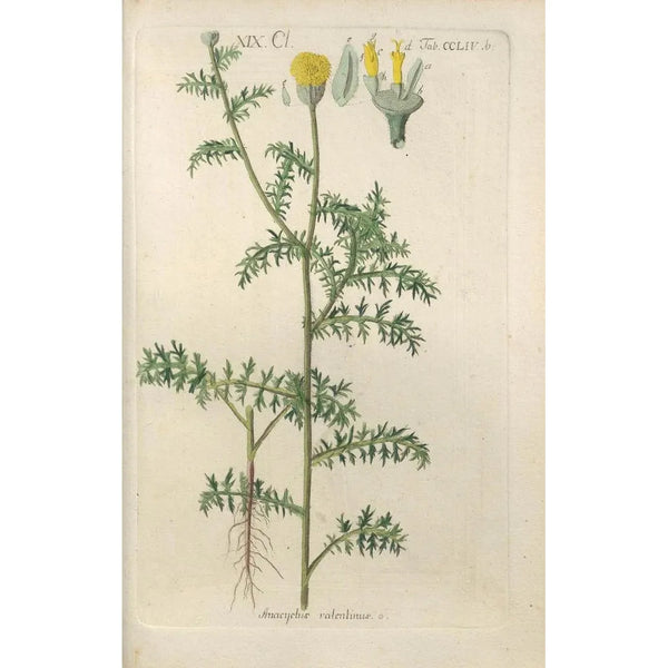 Manuel botanico Pl46 - Christian Schkuhr — quadro incorniciato alla parete