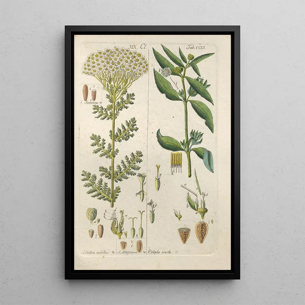 Manuel botanico Pl47 - Christian Schkuhr — quadro incorniciato alla parete