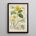 Manuel botanico Pl49 - Christian Schkuhr — quadro incorniciato alla parete