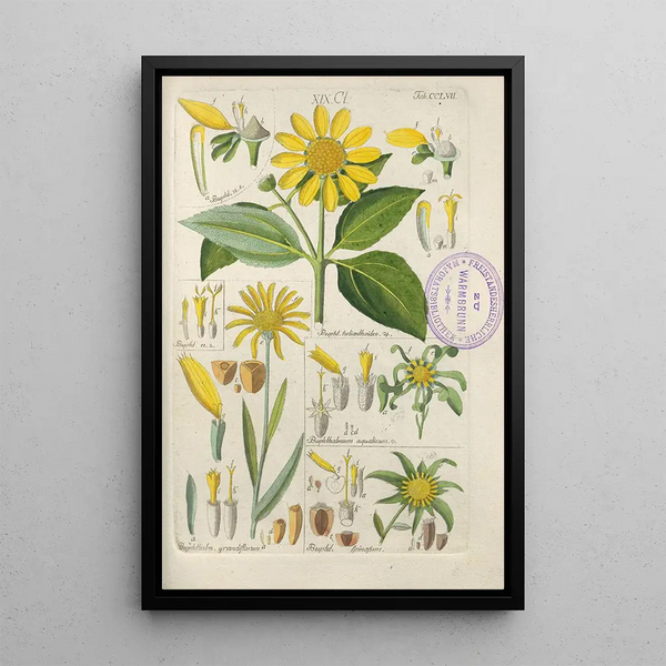 Manuel botanico Pl49 - Christian Schkuhr — quadro incorniciato alla parete