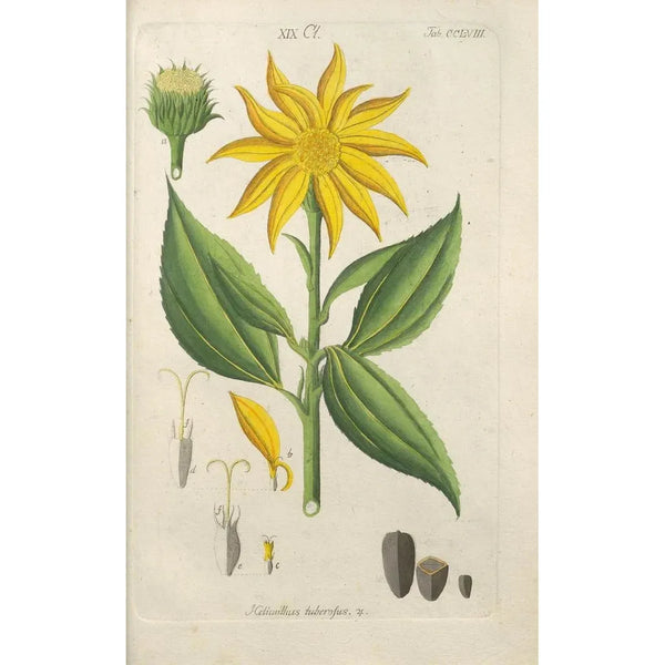Manuel botanico Pl50 - Christian Schkuhr — quadro incorniciato alla parete