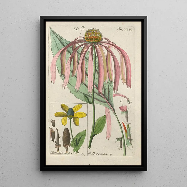 Manuel botanico Pl51 - Christian Schkuhr — quadro incorniciato alla parete
