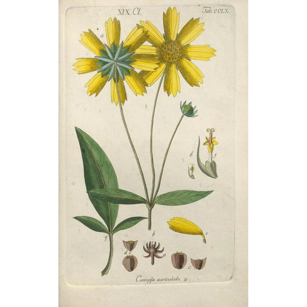 Manuel botanico Pl52 - Christian Schkuhr — quadro incorniciato alla parete