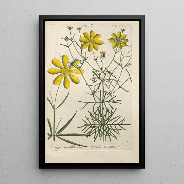 Manuel botanico Pl53 - Christian Schkuhr — quadro incorniciato alla parete