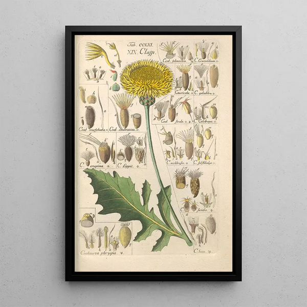 Manuel botanico Pl54 - Christian Schkuhr — quadro incorniciato alla parete