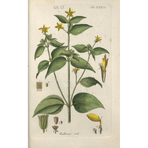 Manuel botanico Pl55 - Christian Schkuhr — quadro incorniciato alla parete