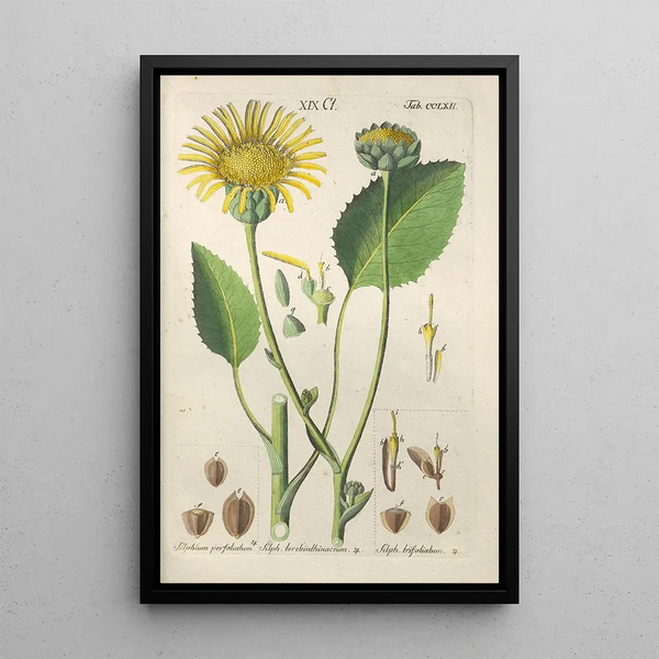 Manuel botanico Pl56 - Christian Schkuhr — quadro incorniciato alla parete