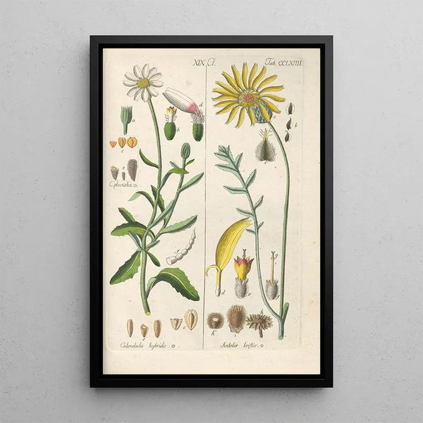 Manuel botanico Pl58 - Christian Schkuhr — quadro incorniciato alla parete