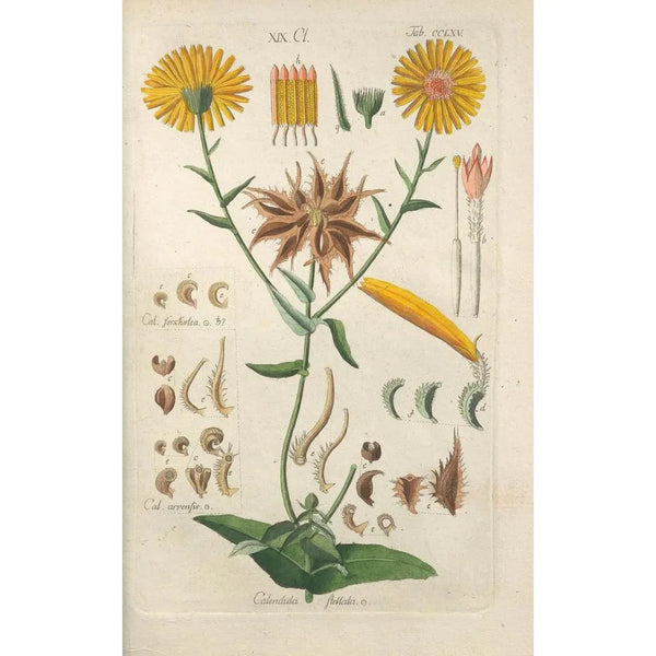 Manuel botanico Pl59 - Christian Schkuhr — quadro incorniciato alla parete