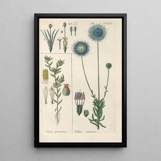 Christian Schkuhr - Botanisches Handbuch Pl60.webp