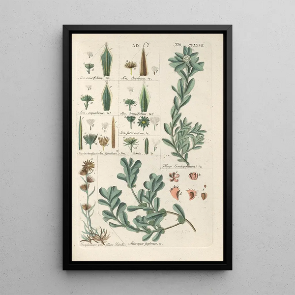 Manuel botanico Pl61 - Christian Schkuhr — quadro incorniciato alla parete