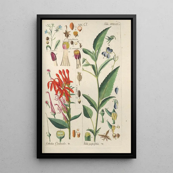 Manuel botanico Pl63 - Christian Schkuhr — quadro incorniciato alla parete