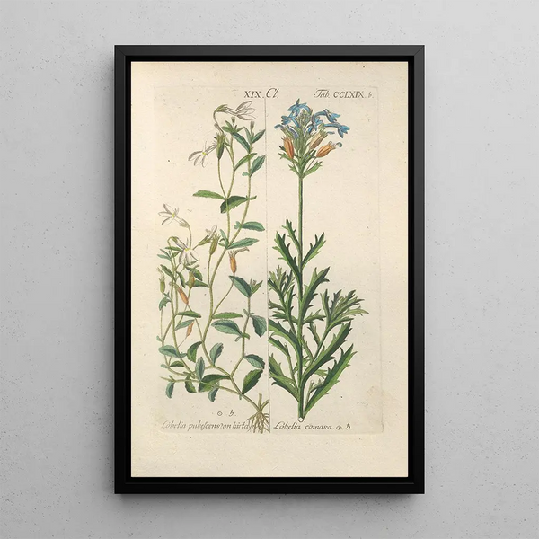 Manuel botanico Pl64 - Christian Schkuhr — quadro incorniciato alla parete