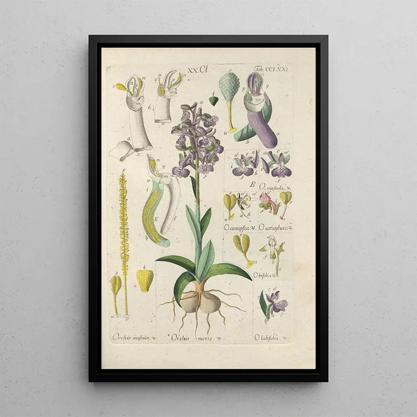 Manuel botanico Pl66 - Christian Schkuhr — quadro incorniciato alla parete
