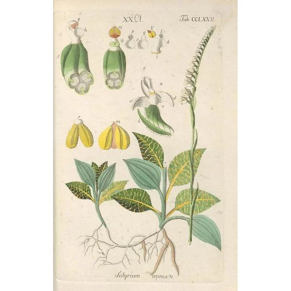Manuel botanico Pl67 - Christian Schkuhr — quadro incorniciato alla parete