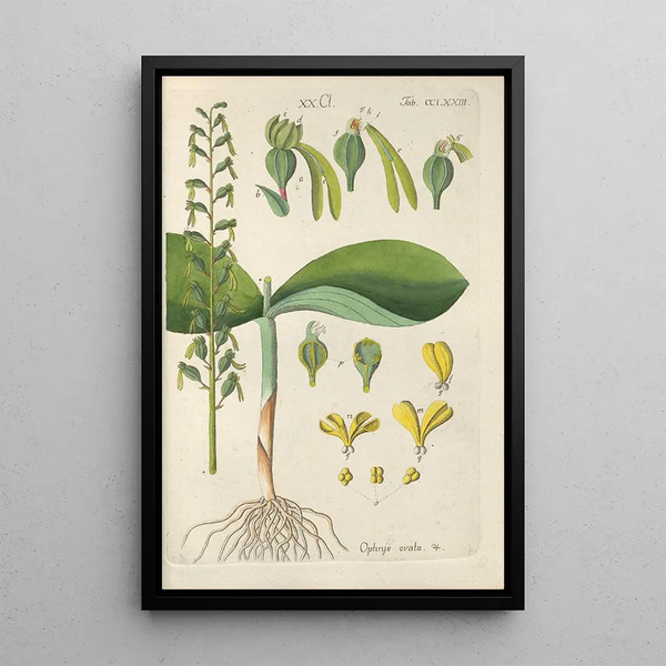 Manuel botanico Pl68 - Christian Schkuhr — quadro incorniciato alla parete