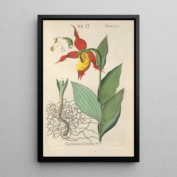 Manuel botanico Pl70 - Christian Schkuhr — quadro incorniciato alla parete
