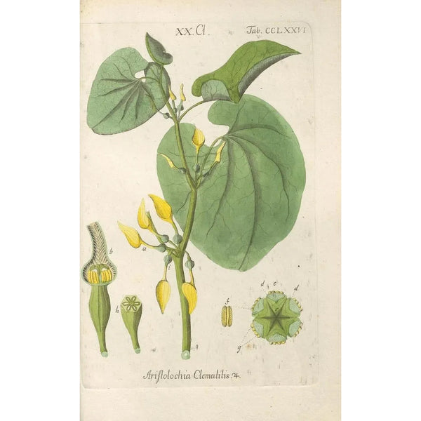 Manuel botanico Pl71 - Christian Schkuhr — quadro incorniciato alla parete
