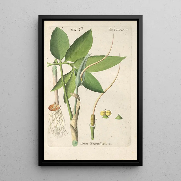 Manuel botanico Pl72 - Christian Schkuhr — quadro incorniciato alla parete