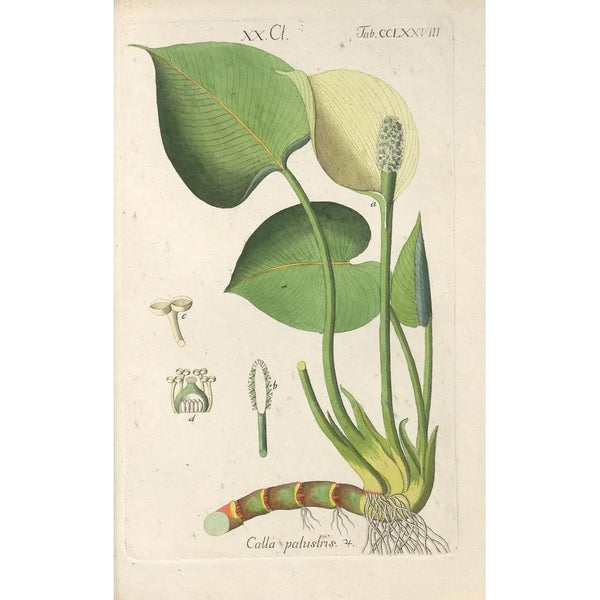 Manuel botanico Pl73 - Christian Schkuhr — quadro incorniciato alla parete